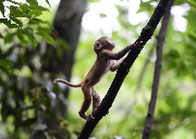 Обезьяны национального парка Чжанцзяцзе